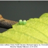 polygonia c-album ovum